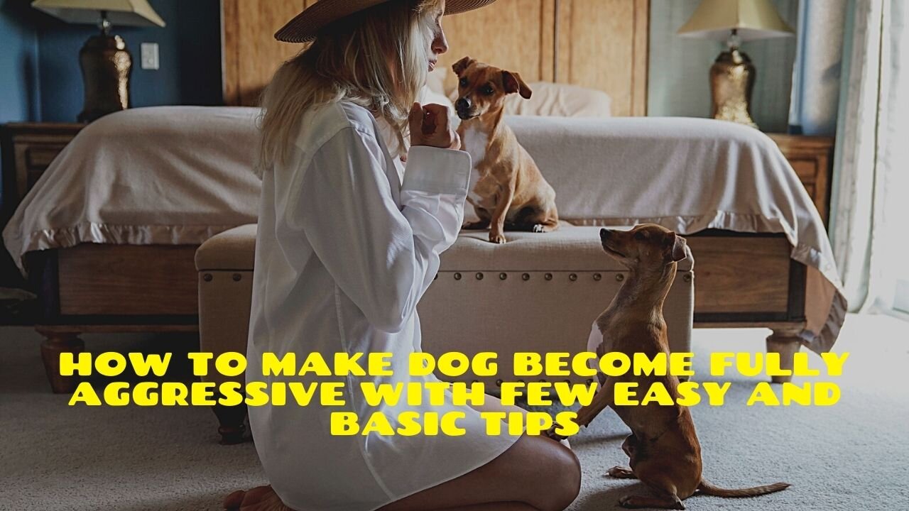 How To Make Dog Become Fully Aggressive With Few Easy and Basic Tips