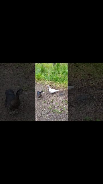 Good Morning Muscovy Girls