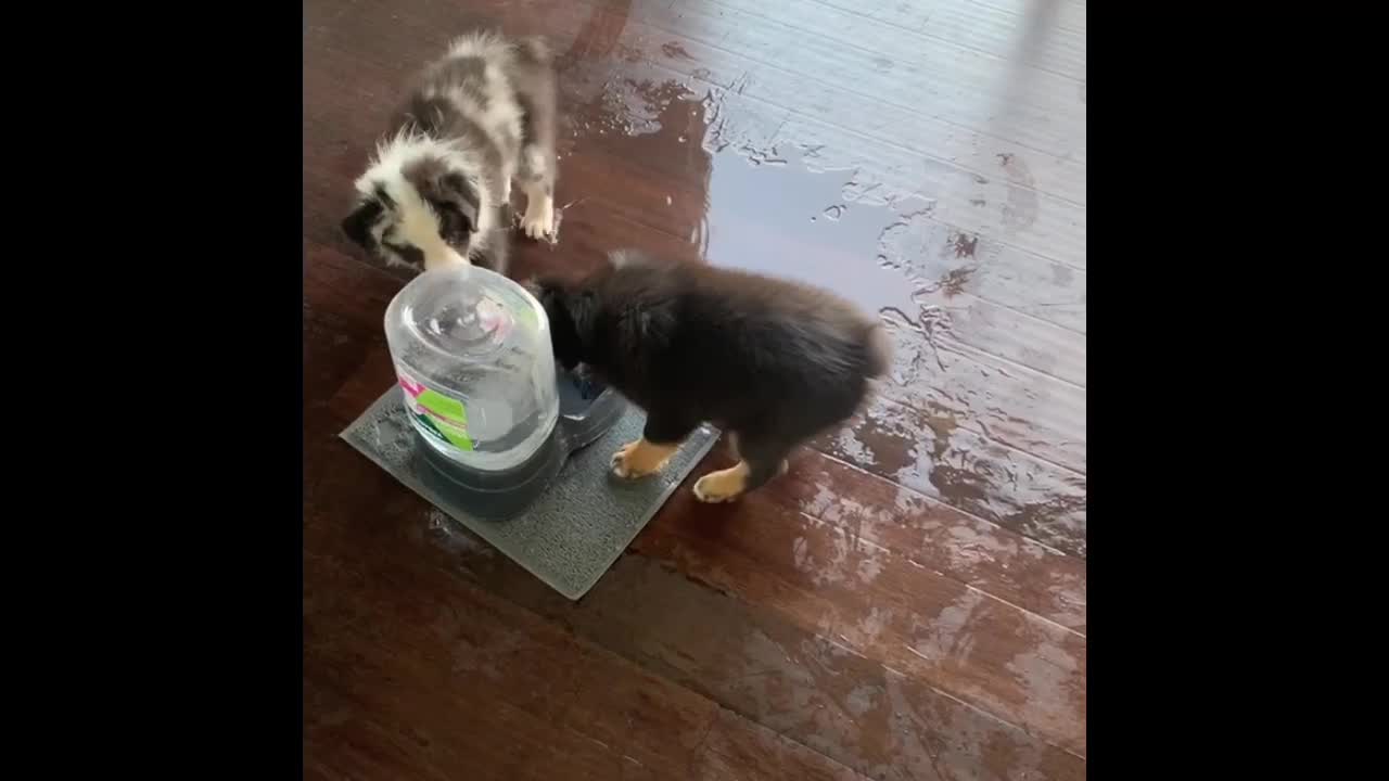 Puppies turn their water bowl into personal pool party