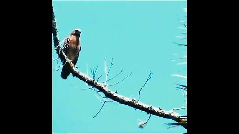 Wildlife along a florida creek