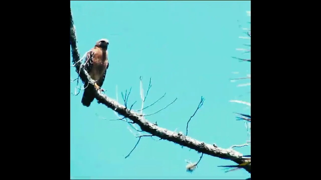 Wildlife along a florida creek