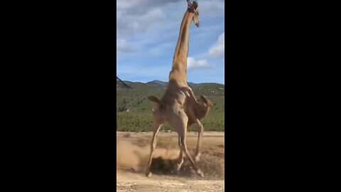 animal fighting