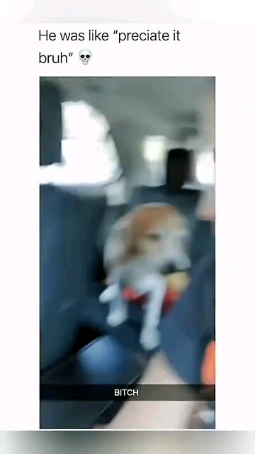 cute dog video #cute #cutedog