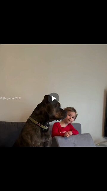 This is why dogs are our best friends.