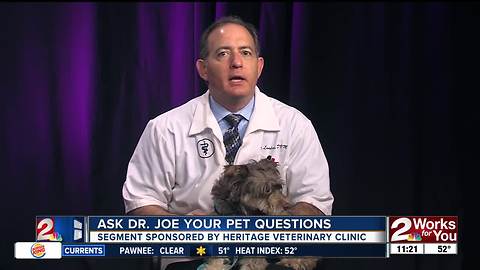 Ask Dr. Joe your pet questions