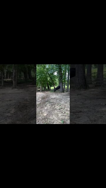 There’s one in every herd! #farm #ranch #farmlife #cattle #ranchlife #cow #misbehaving