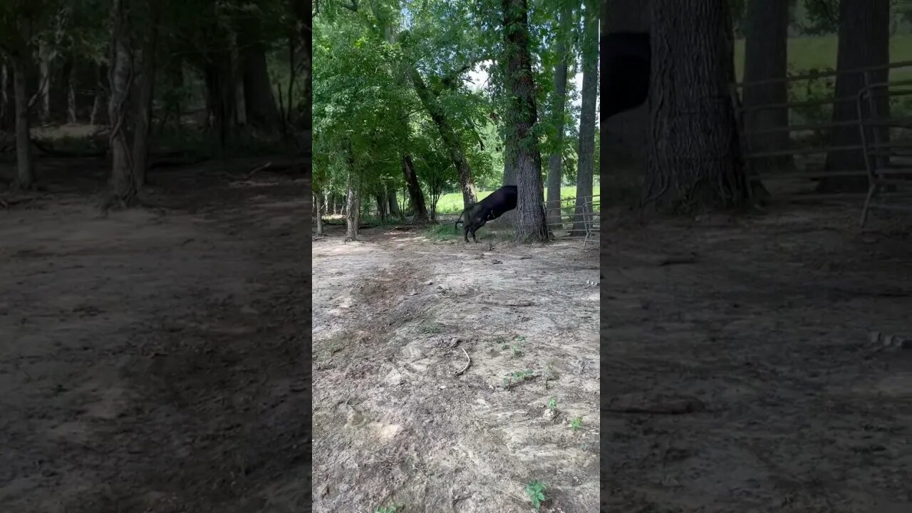 There’s one in every herd! #farm #ranch #farmlife #cattle #ranchlife #cow #misbehaving
