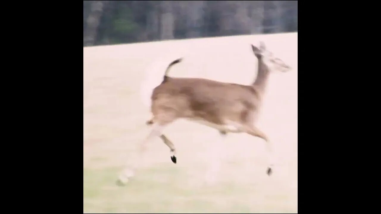 deer in field