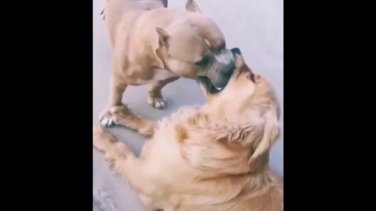 Dog vs dog funny fight completion
