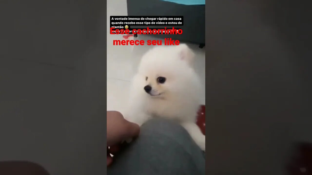 cachorrinho querendo seu like