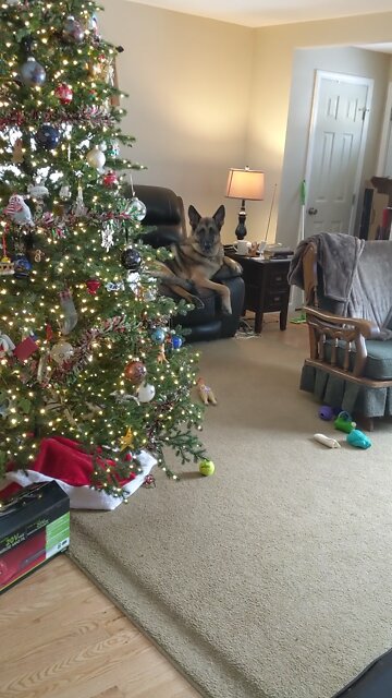 Apollo the great GSD