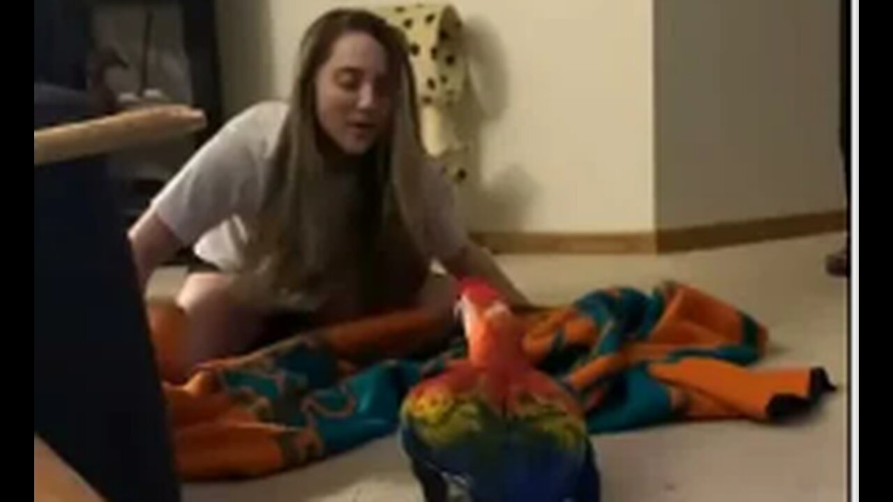 Parrot Screams During Peekaboo,VIRAL,FUNNY,PIKABOO,