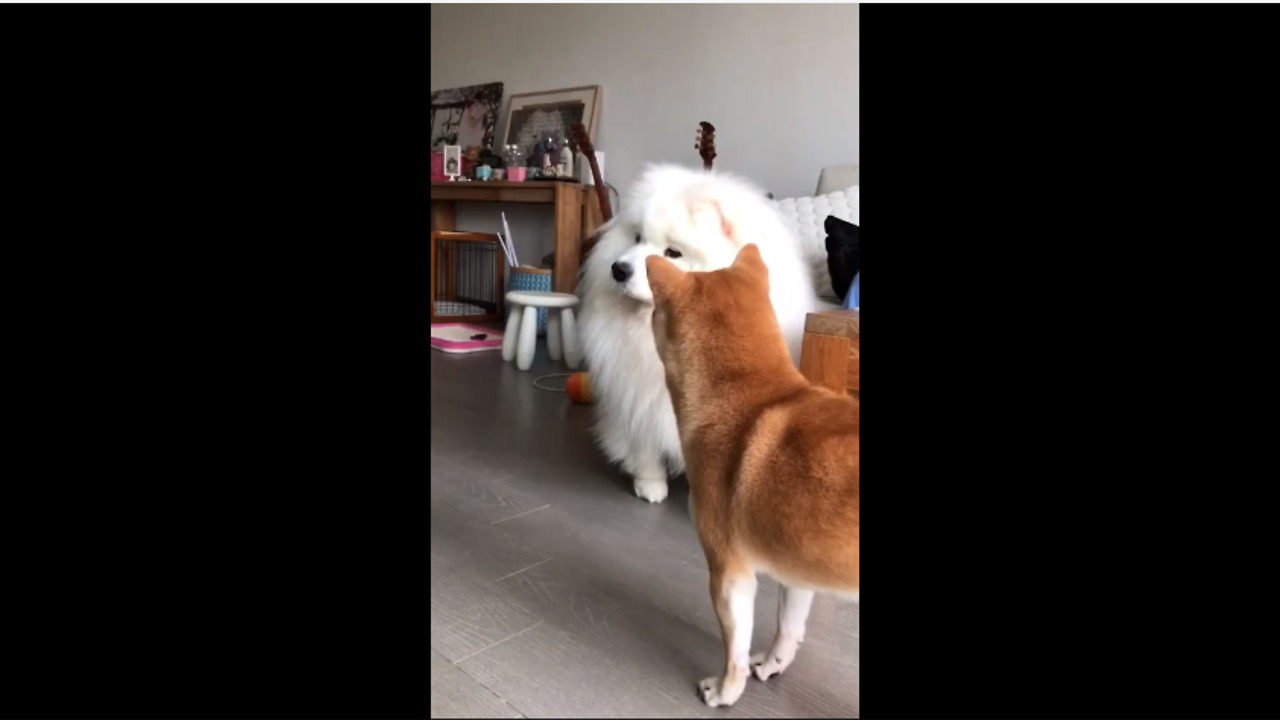 Shiba Inu Is So Baffled When Samoyed Howls Along To Music