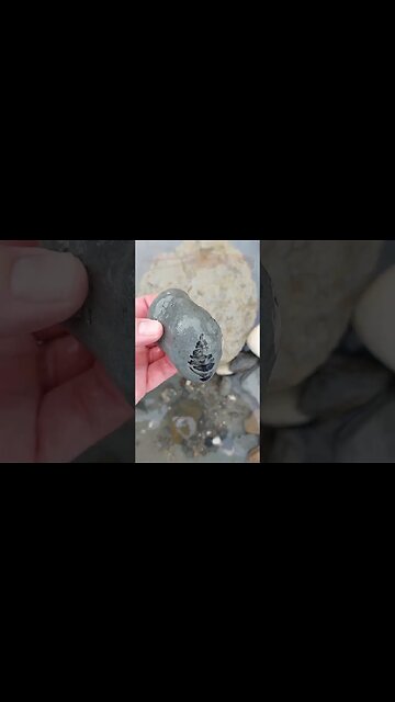 Surprise fossil find under a rock #fossil #aotearoa