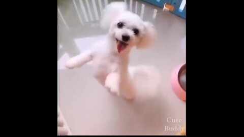 Funny Cute Dog Compilation Videos