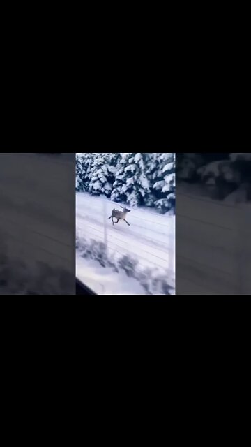 This reindeer easily keeping pace with a train