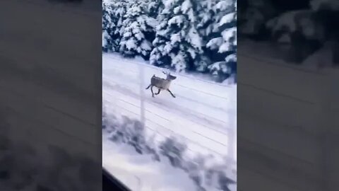 This reindeer easily keeping pace with a train