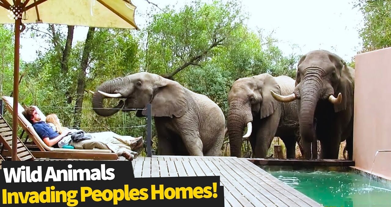 15 Most Incredible encounters of Wild Animals invading people's homes.