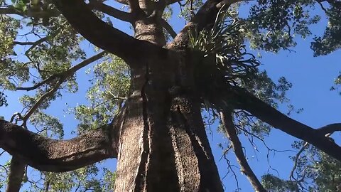 Magnificent tree gives shelter for the horses ❤️