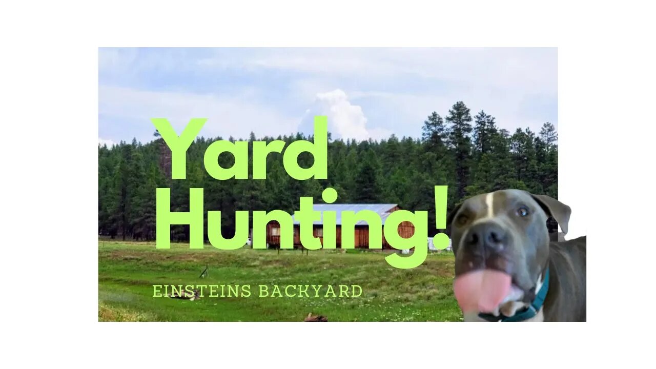 Einstein's opinion on yard size with the new model homes. #einsteinsbackyard #arizona #pitbulls