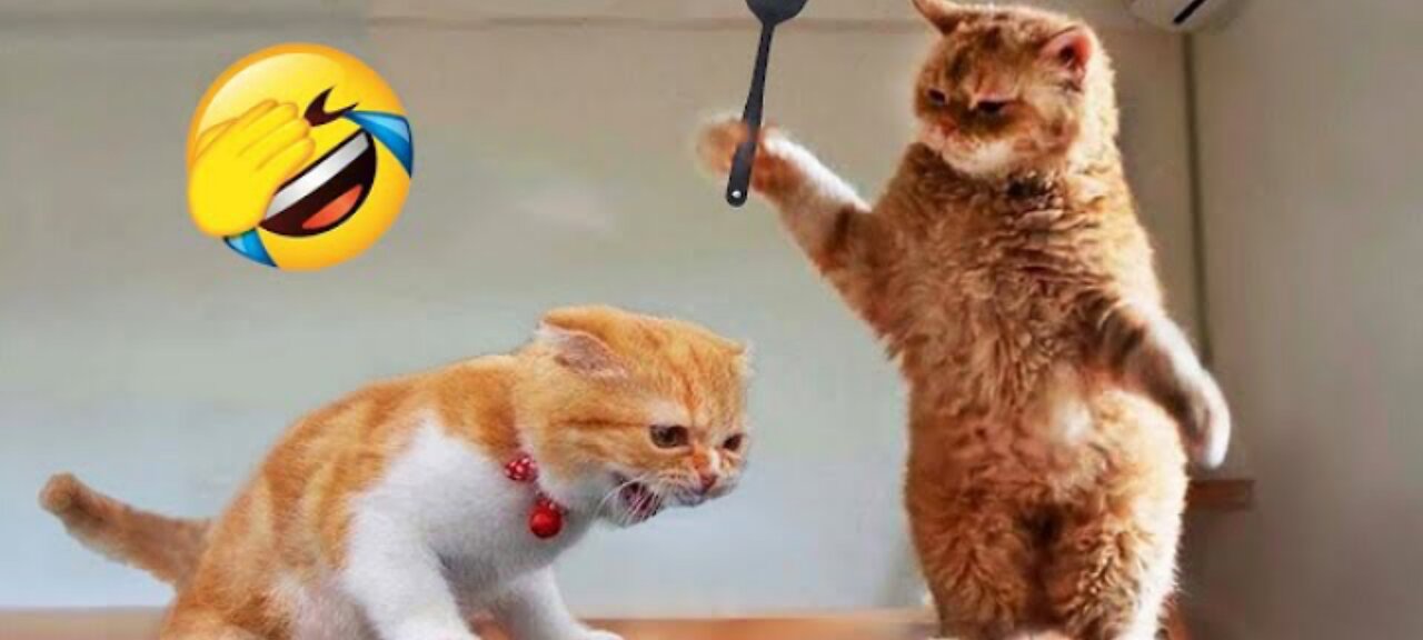 funny 🤣 video