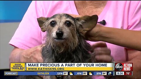 Rescues In Action July 21 | Precious seeks lifelong pal