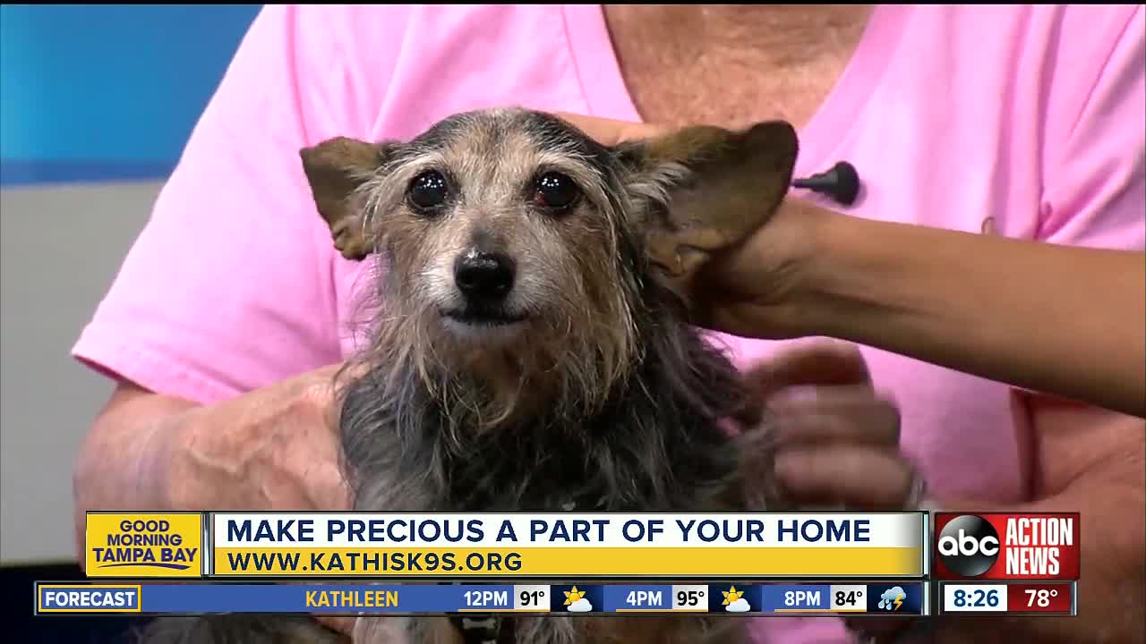 Rescues In Action July 21 | Precious seeks lifelong pal