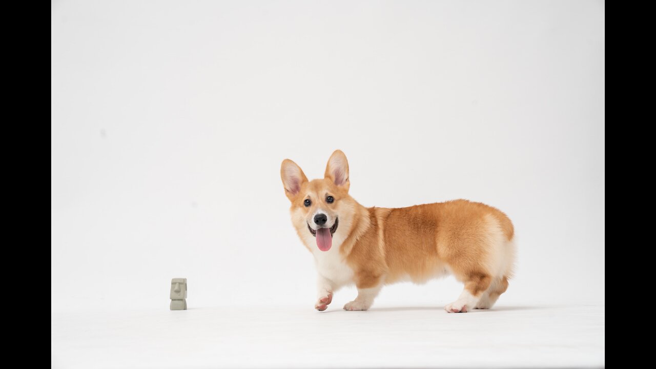 Corgi Are The Best