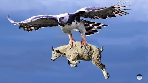 EAGLE VS MOUNTAIN GOAT, DEAR, AND WARTHOGS