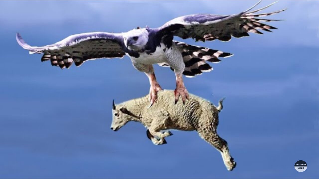 EAGLE VS MOUNTAIN GOAT, DEAR, AND WARTHOGS