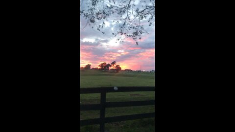 Sunset over cow pasture