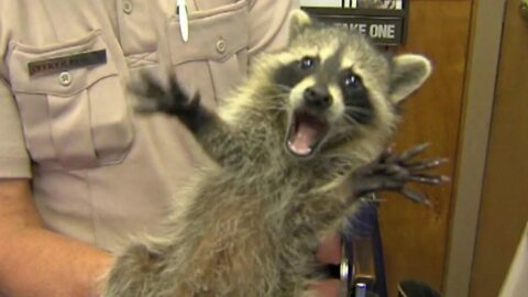 #shorts Смешные Еноты Из Тик Ток 6 Funny Tik Tok Raccoons