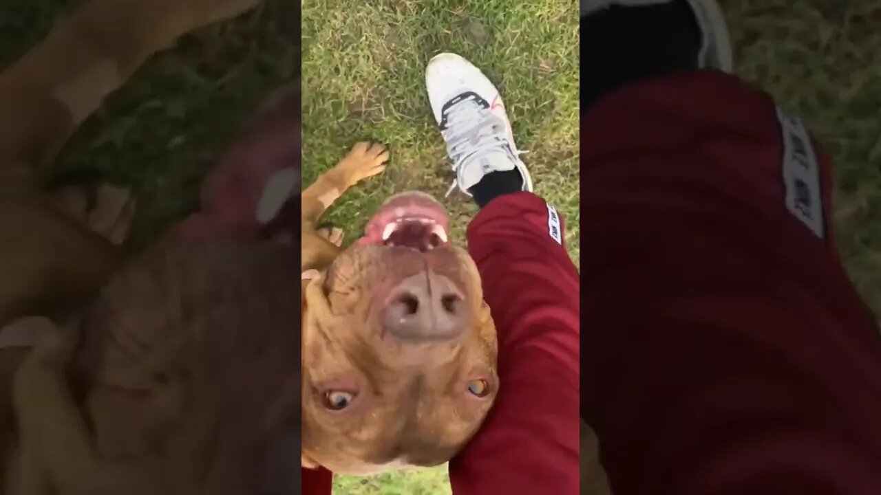 mastiff x pitbull #subscribe