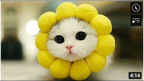 Cute Cats Doing Funny Things - Cutest Cats In The World