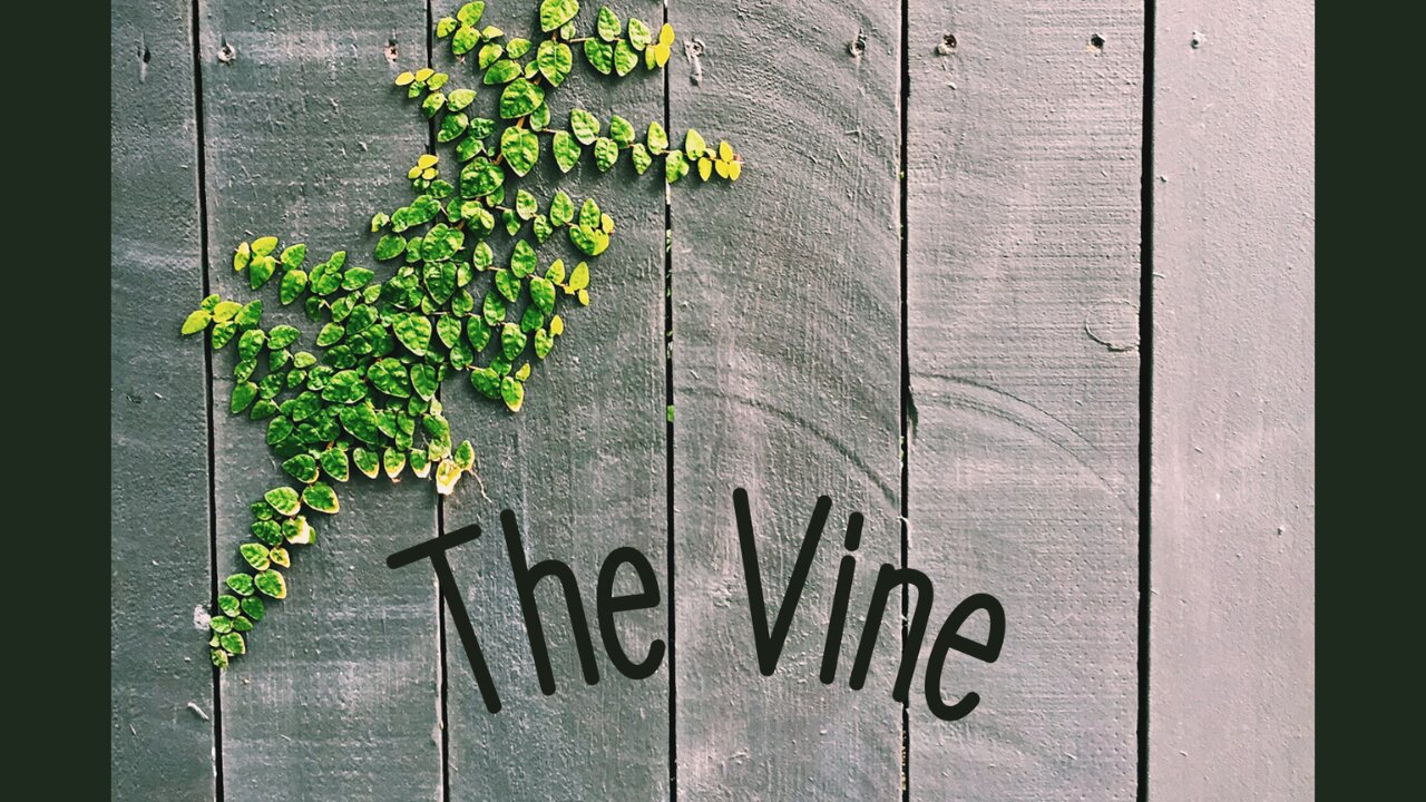 The Vine 9/01/2024