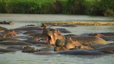 Wildebeests migrate into the rapids and either drown or die in the jaws of crocodiles.