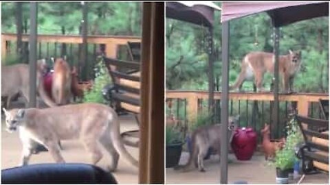 Un gruppo di puma sul patio di casa