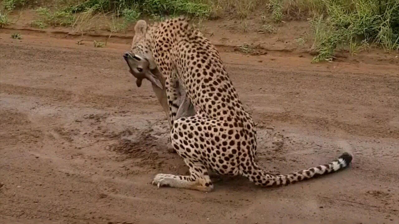 Cheetah attack a little Deer 🦌 #animals animal video #cheetah #animals #hunting