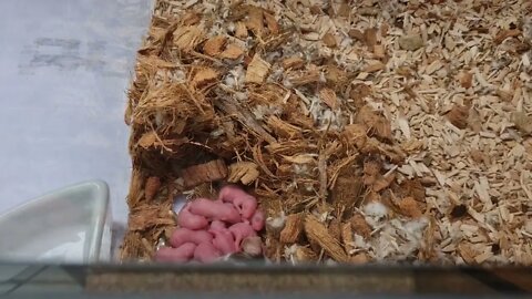 Newborn mice. Cute little family of Mouse and co.