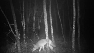 Injured Coyote
