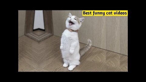 Cute And Funny Pets Try Not To Laugh To These Pets Compilation 51 @anupctg