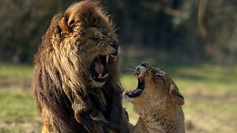 When lions fight