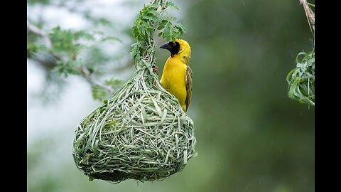 Sarang Burung dengan Desain Paling Keren dan Mengagumkan!