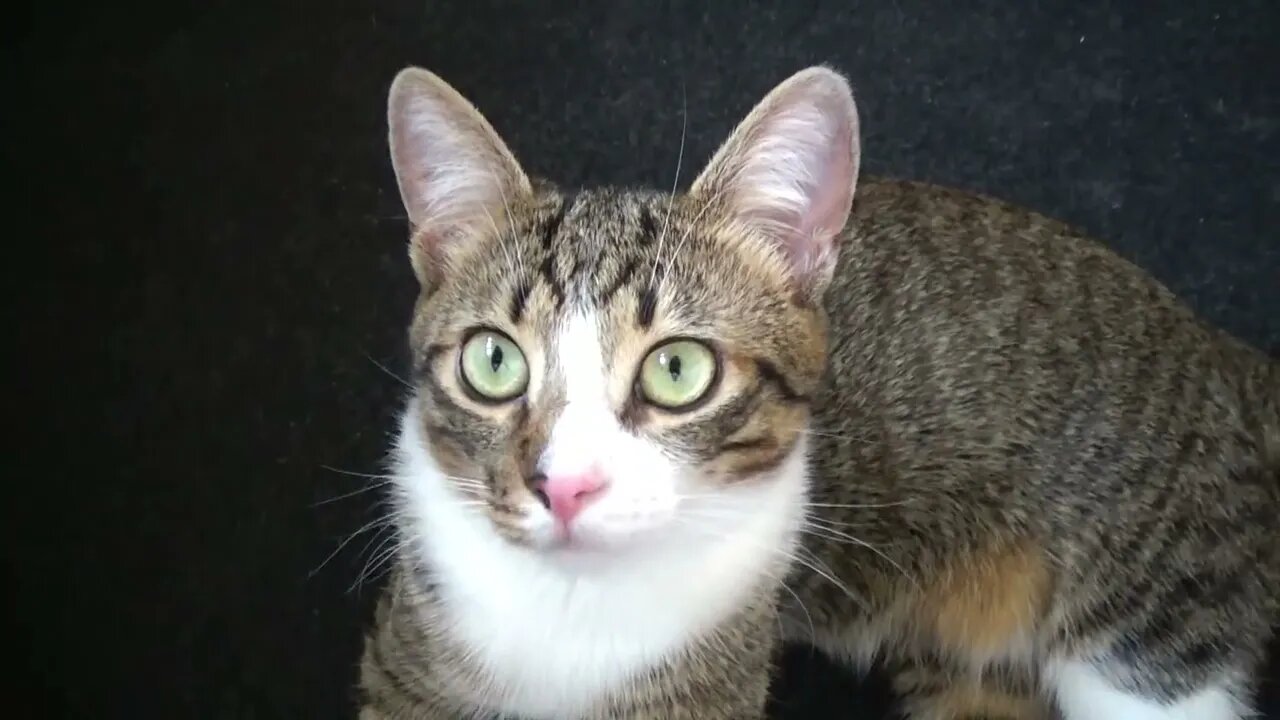 Cute Kitten Saw Something Interesting on the Ceiling