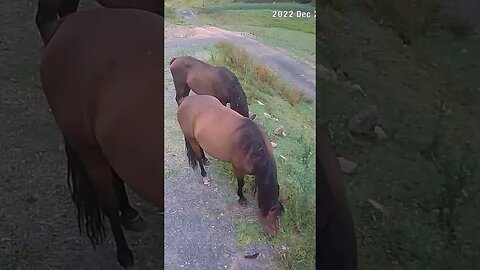 Ponies grazing with a little birdie