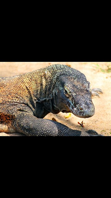 Exploring the Deadly and Majestic World of the Komodo Dragon