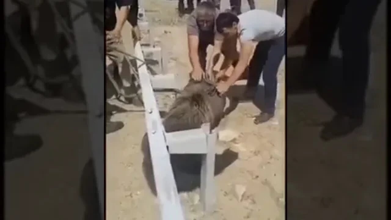 Black Bear stuck his head on black container.