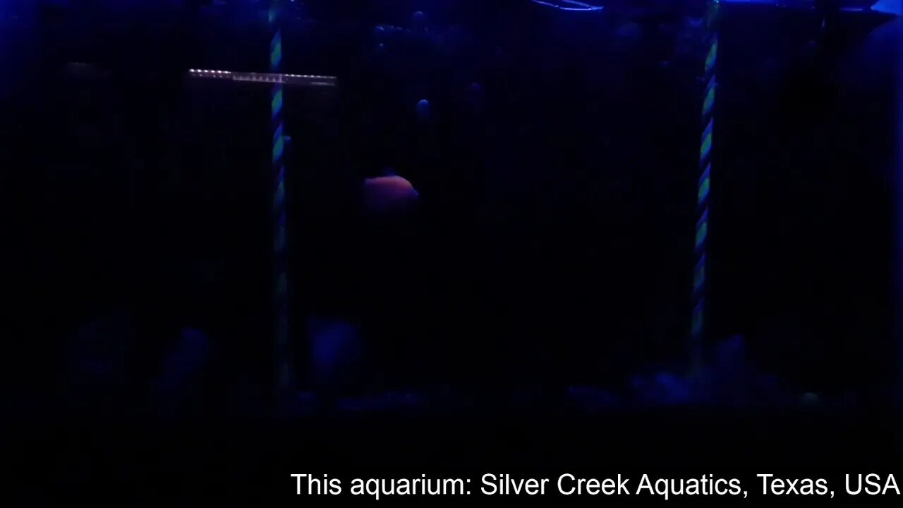 Natural Aquariums Live