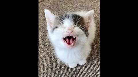 OMG So Cute ♥ Best Funny Cat Video