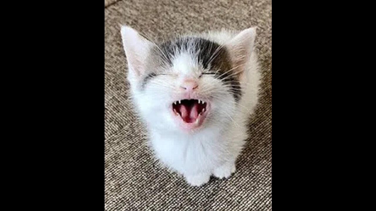 OMG So Cute ♥ Best Funny Cat Video